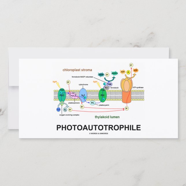 Photosynthèse autotrophile (Devant)