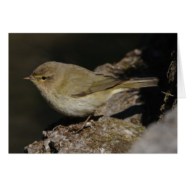 Phylloscopus collybita (Devant horizontal)