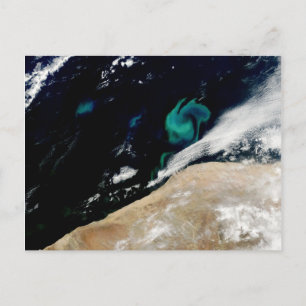 Phytoplancton fleur de Namibie Carte postale