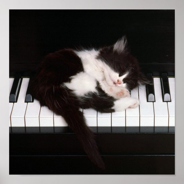 Piano Kitten Poster (Devant)