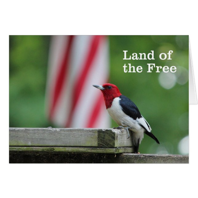 Pic à tête rouge (Devant horizontal)