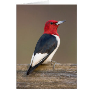 Pic à tête rouge sur une clôture