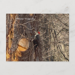 Pic-bois sur carte postale d'arbre