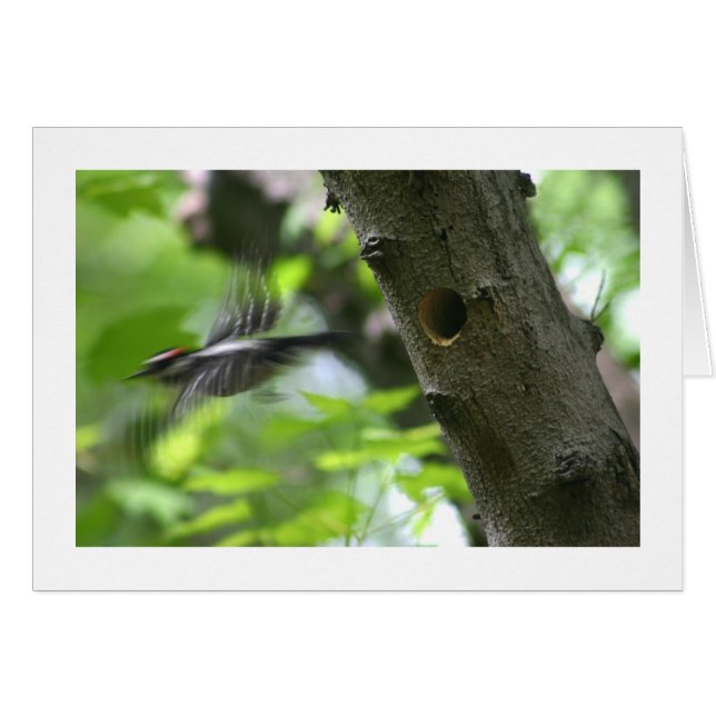 Pic Downy (Devant horizontal)