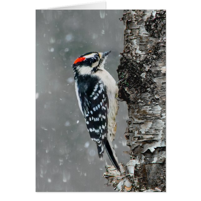 Pic Downy en neige - Photo originale (Devant)