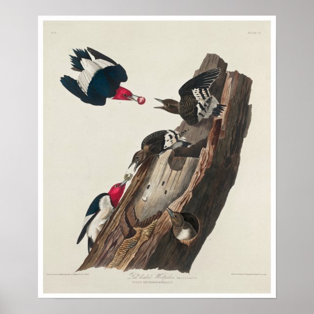 Pic roux par Audubon Poster (Devant)