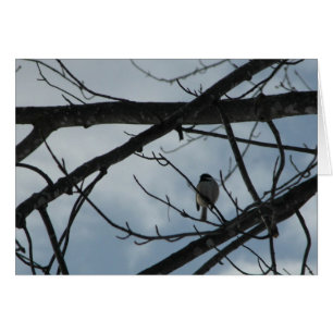 Pickadee