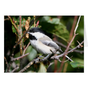 Pickadee
