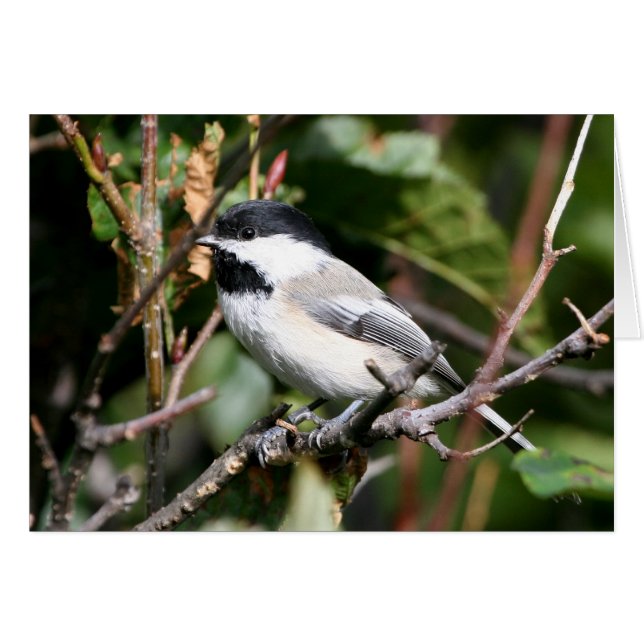 Pickadee (Devant horizontal)