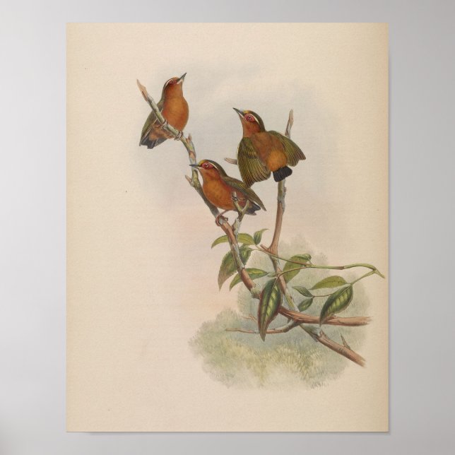 Piculet roux par John Gould Impression (Devant)