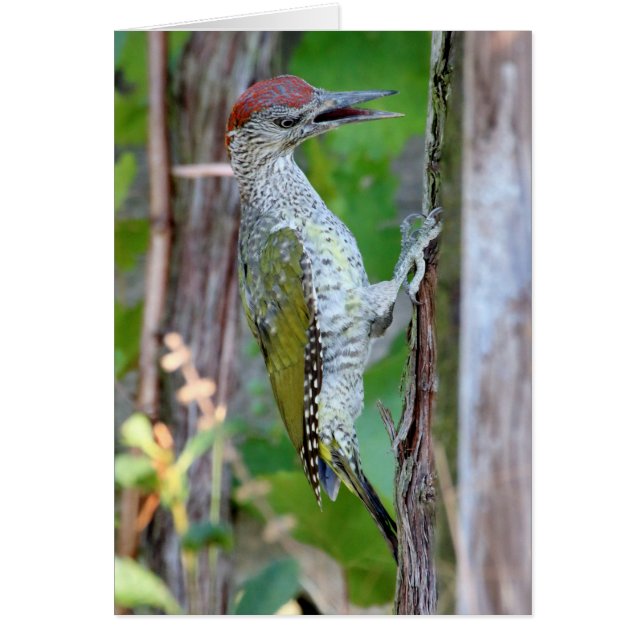 Picus viridis (Devant)