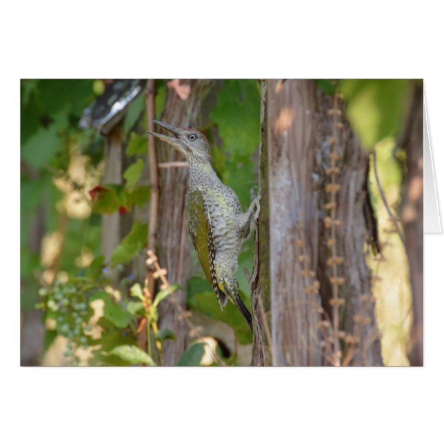Picus Viridis - Grünspecht (Devant Horizontal)