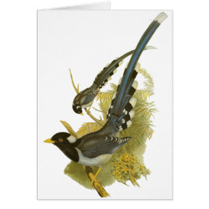 pie bleue Jaune-affichée