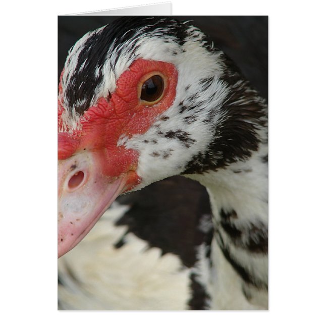 Pie dit, "Salut !" (Devant)