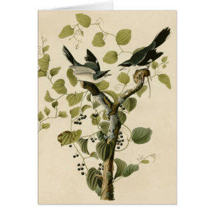 Pie-grièche de l'imbécile d'Audubon