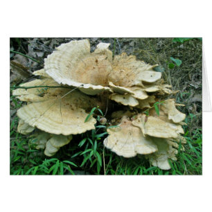 Pièces de coordination du champignon à plateau pâl