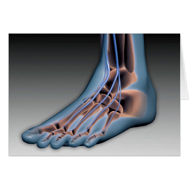 Pied humain avec système nerveux 1 (Devant horizontal)