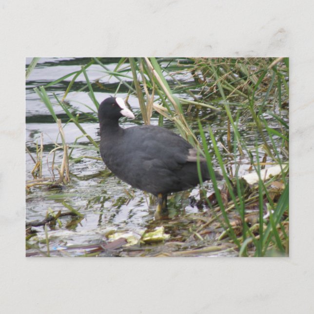Pied sur la carte postale Riverbank (Devant)