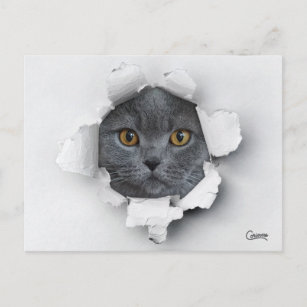 Piège pour chat - Carte postale