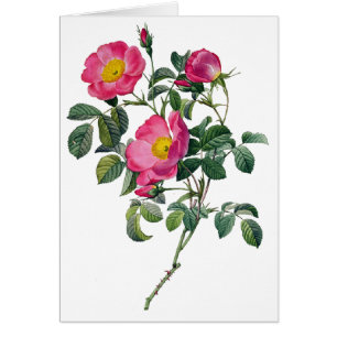 Pierre Joseph Redoute Roses