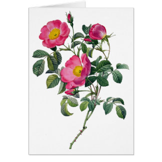 Pierre Joseph Redoute Roses