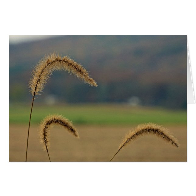 Pierres de semences de graminées (Devant horizontal)