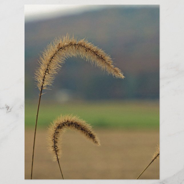 Pierres de semences de graminées (Devant)