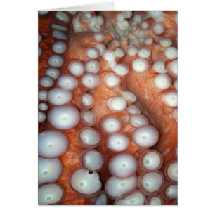 Pieuvre proche tombée