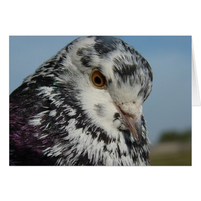 Pigeon (Devant horizontal)