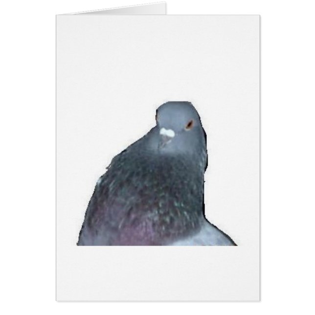 Pigeon (Devant)