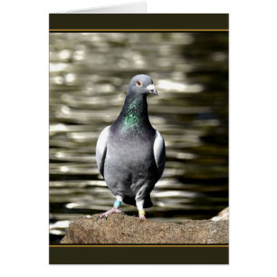 Pigeon