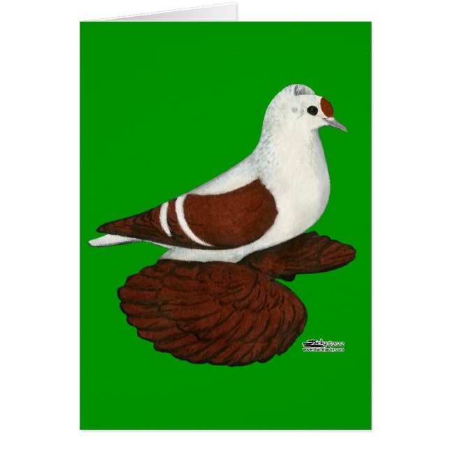 Pigeon à aile rouge (Devant)
