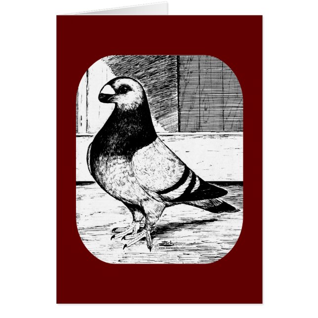 Pigeon à face courte Anvers (Devant)