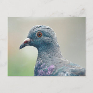 Pigeon à la carte postale fenêtre