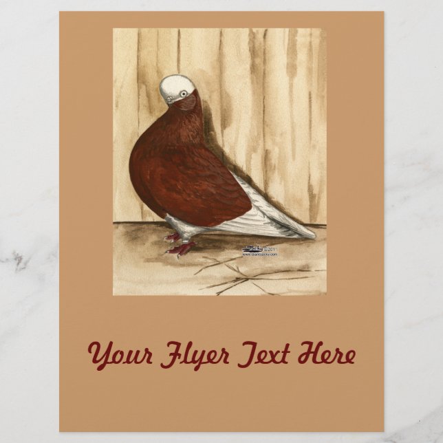 Pigeon à tête courte anglais (Devant)