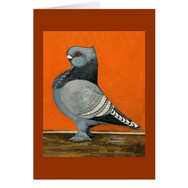 Pigeon Blondinette Bleue (Devant)