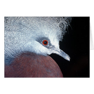 pigeon de couronne de scheepmaker