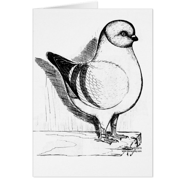 Pigeon de Modène Gazzi 1978 (Devant)