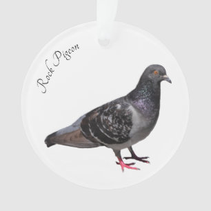 Pigeon de roche