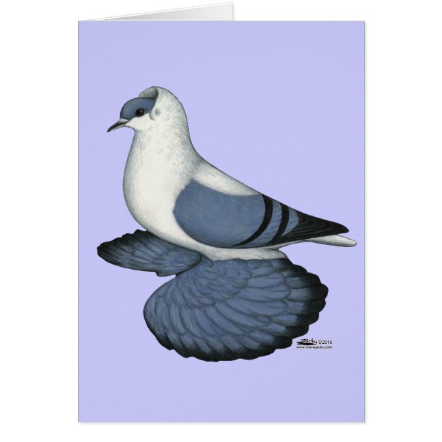 Pigeon hirondelle bleu (Devant)