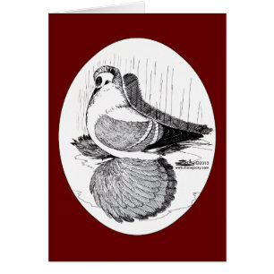 Pigeon hirondelle de fée 1978