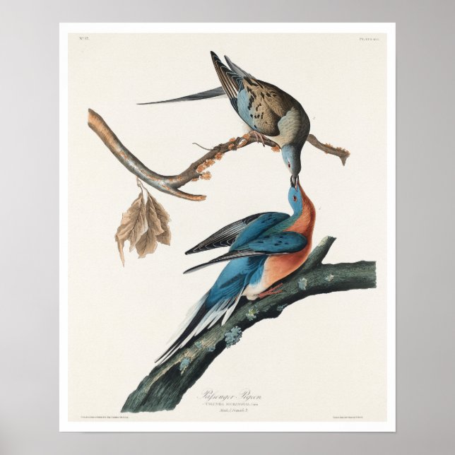 Pigeon passager par Audubon Poster (Devant)