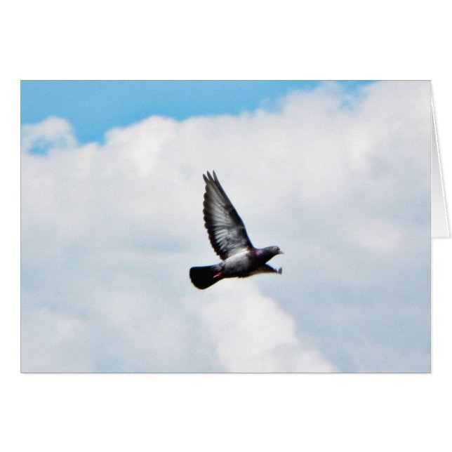 Pigeon Volant Sur Ciel (Devant horizontal)