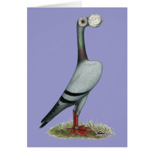 Pigeon voyageur 2012