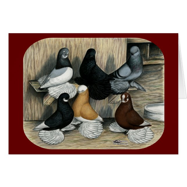 Pigeons de culbuteur ratés (Devant Horizontal)