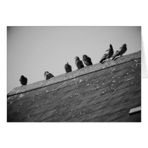 Pigeons sur un toit