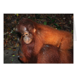 Piggy Back Ride de la mère Orangutan à Bornéo
