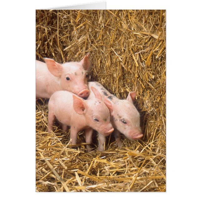 Piglets (Devant)