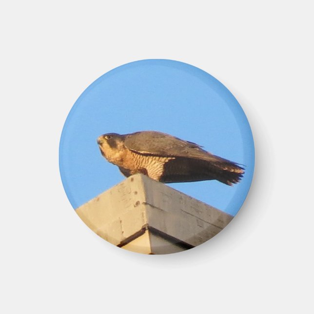 Pigott Magnet (Devant)