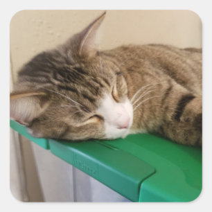 Pile courte Stickers Chat